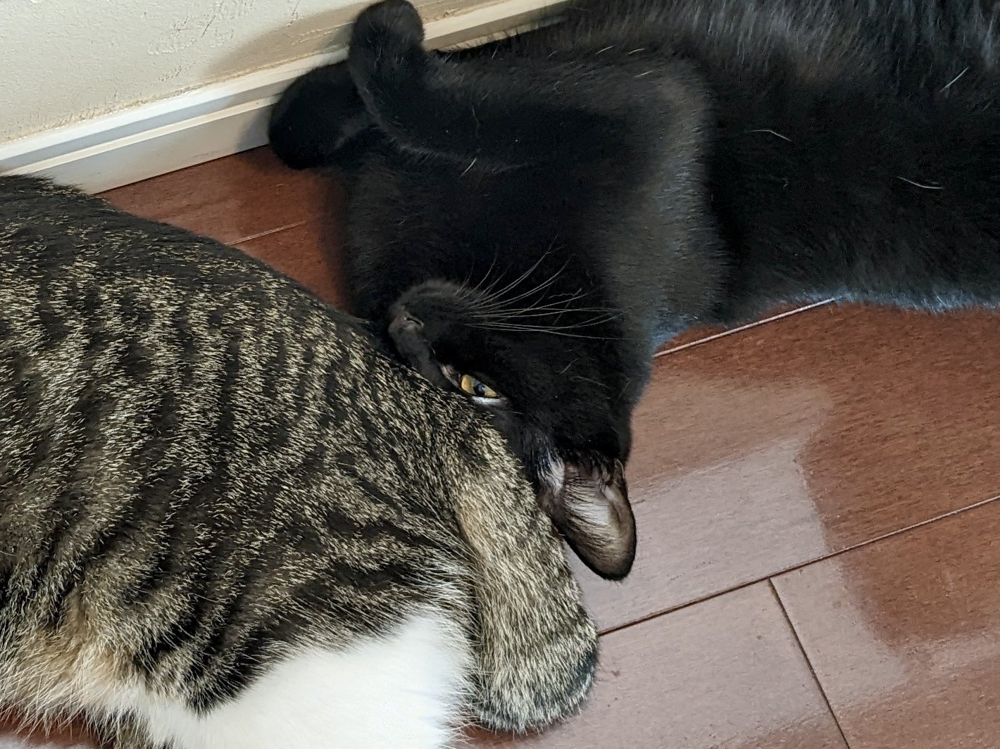 今日の猫 2 これは静かに寝ていたところにいきなり兄猫のお尻を顔面にぶつけられ 思わず虚無の顔になった妹猫 猫柵同盟 Note