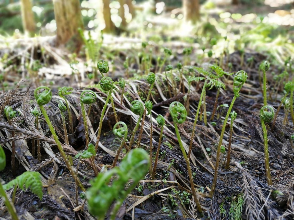 現場で見かける山菜