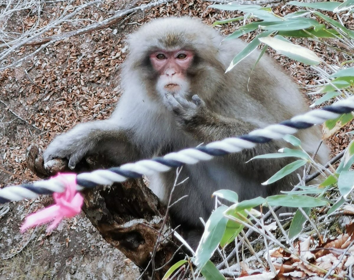 現場で出会う野生動物