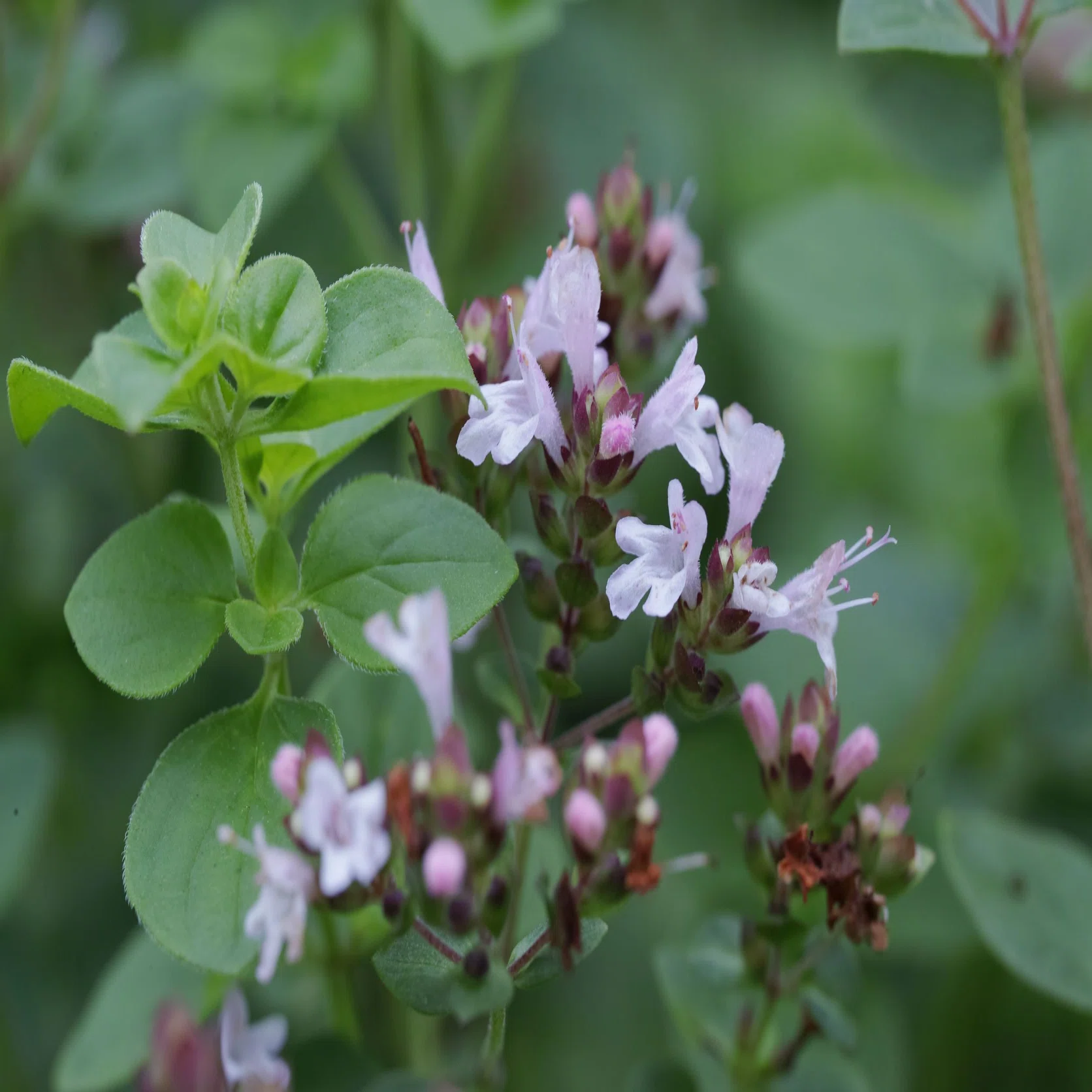 オレガノのお花。｜那須高原HERB