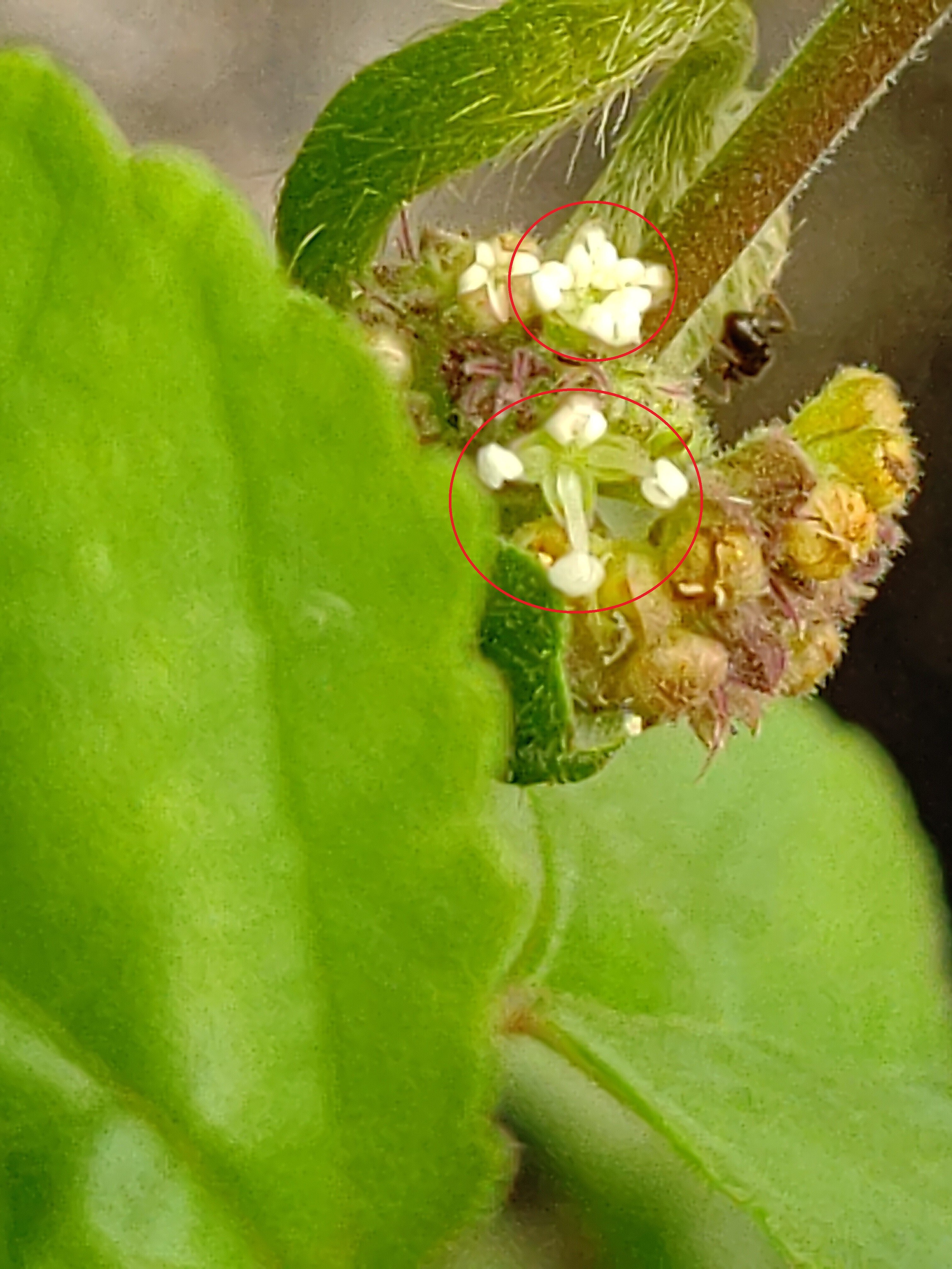 似てる？似てない？？【クワクサ】｜うりぼう