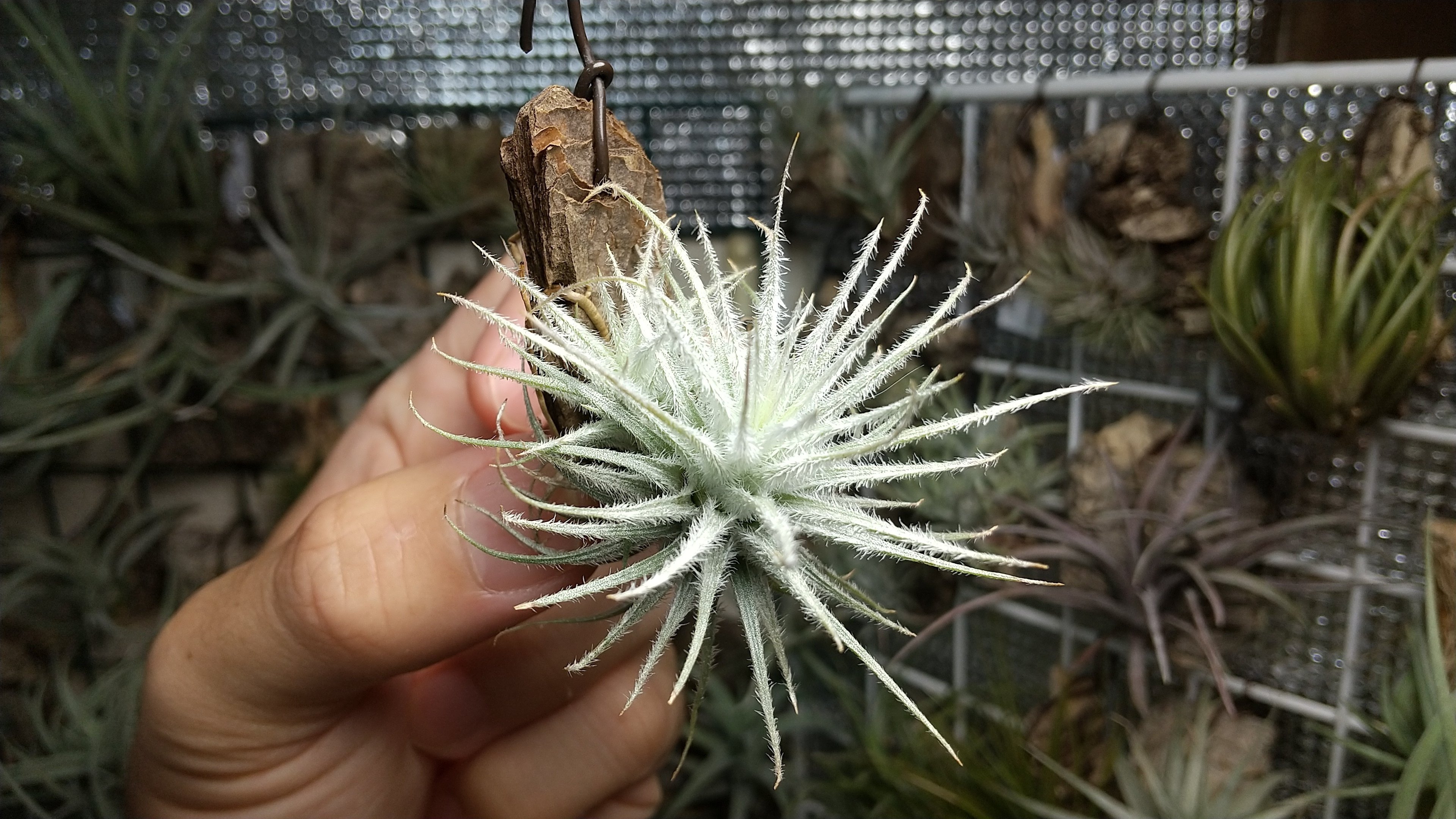 テクトラムを綺麗に育てるコツ｜NatureGarden🌿神田