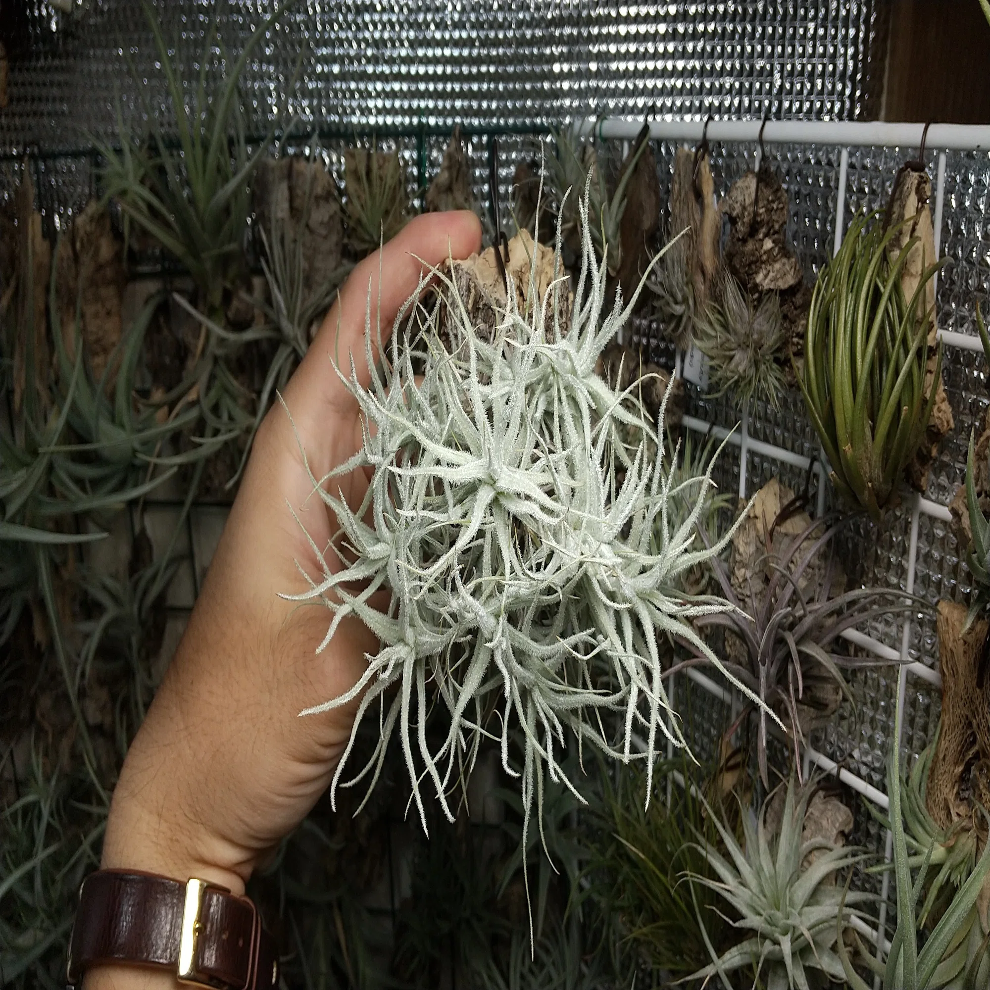 テクトラムを綺麗に育てるコツ｜NatureGarden?神田