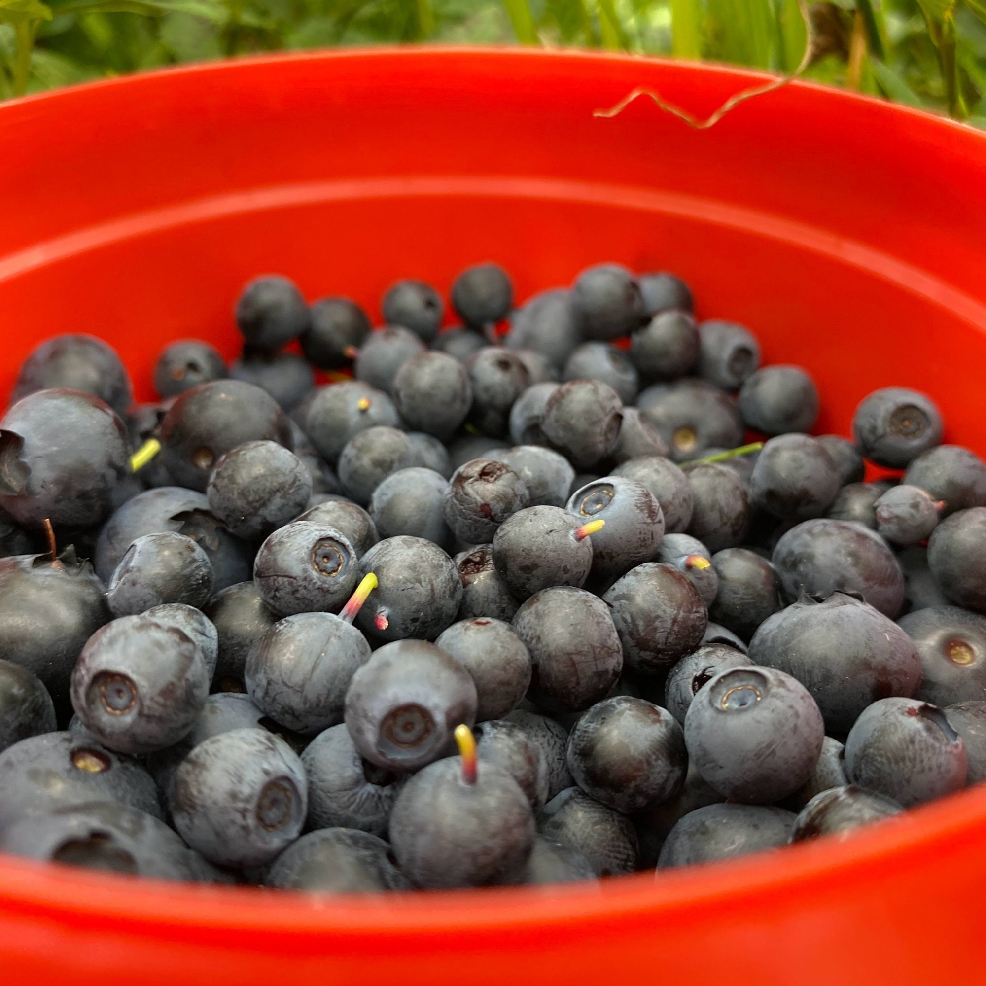 Lifestyle 17歳 フィンランドからの手紙 07 フィンランド語 Lapuan Kankurit Note