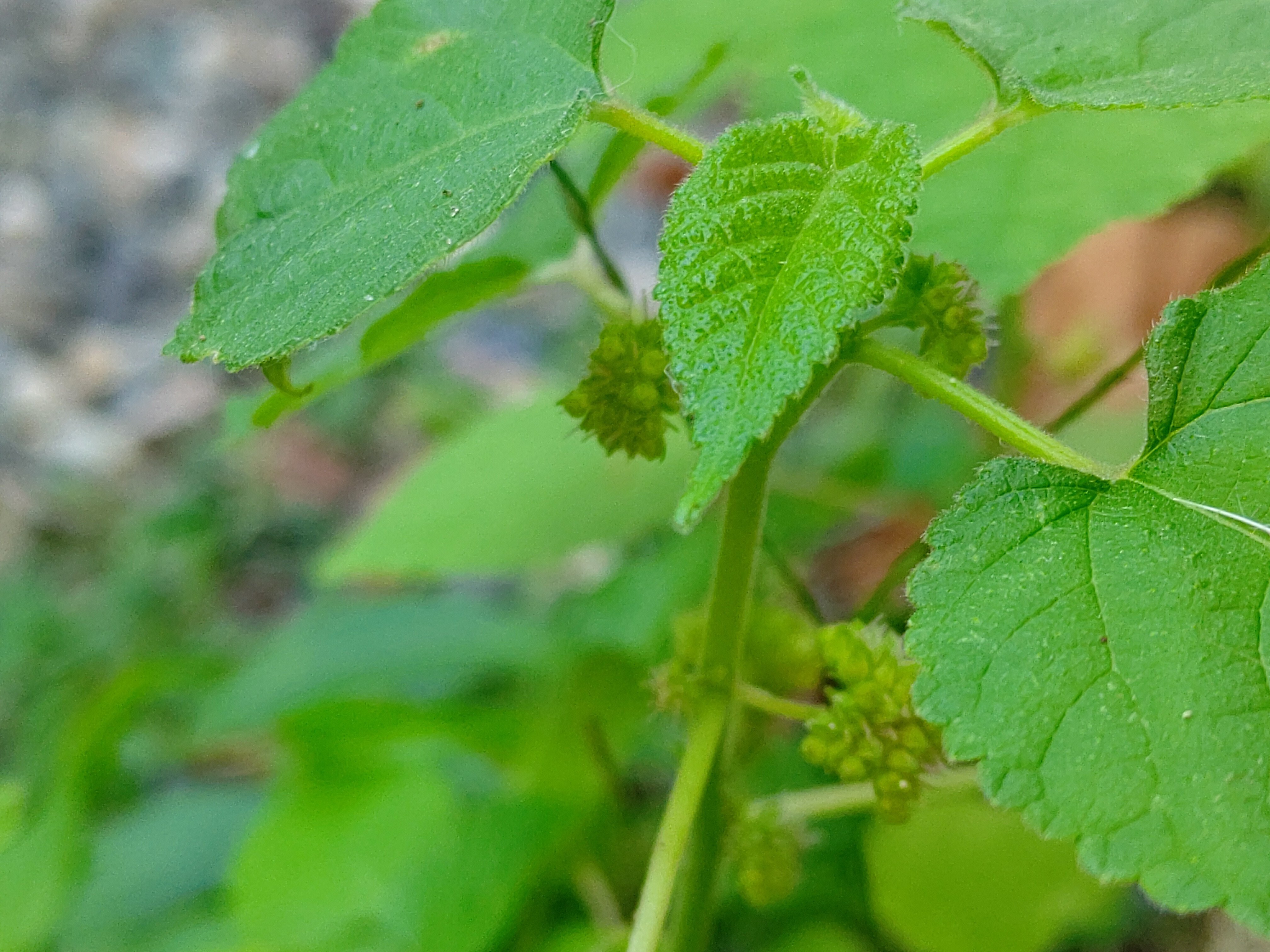 似てる？似てない？？【クワクサ】｜うりぼう