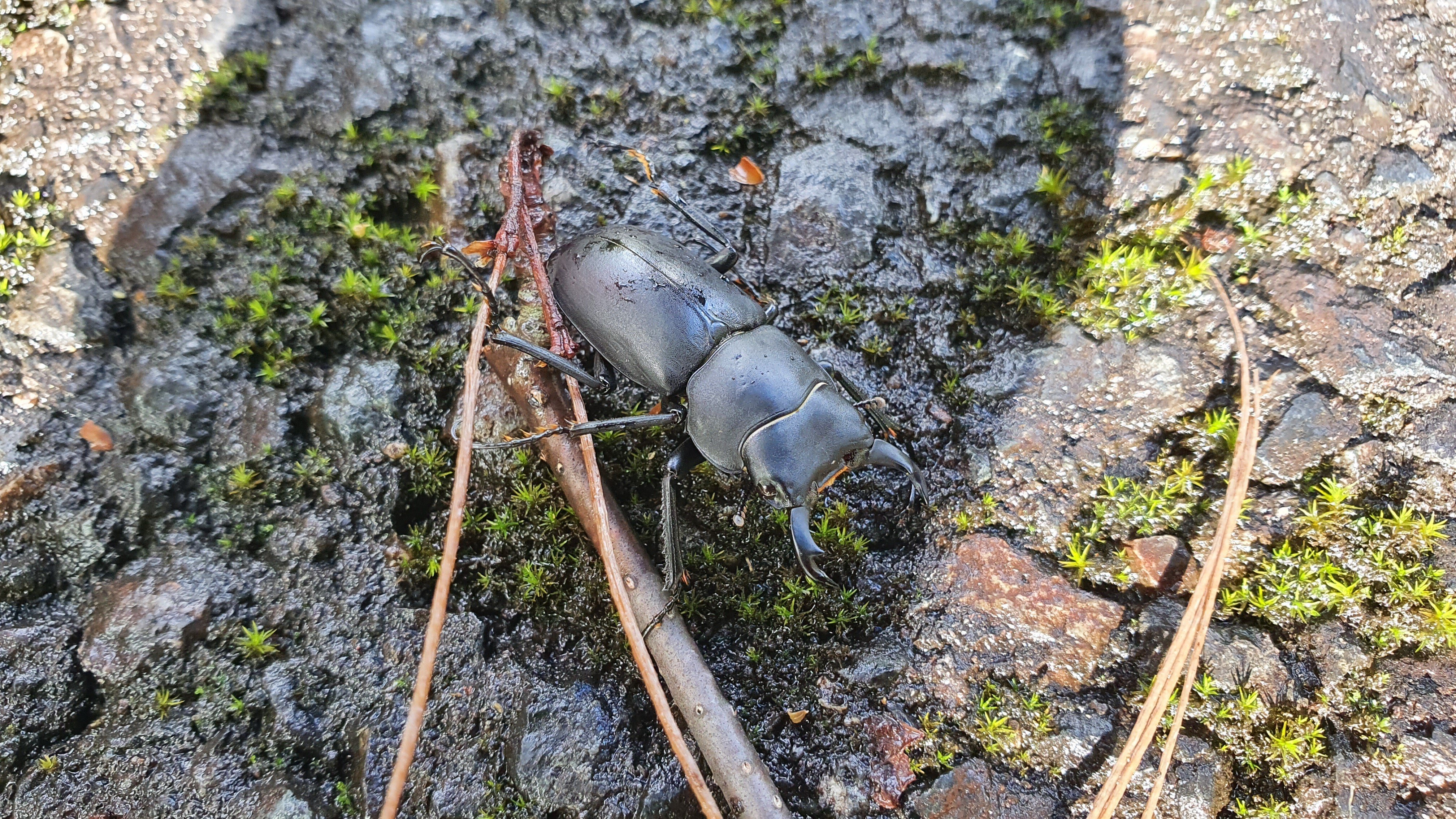 クワガタ採集同行します。