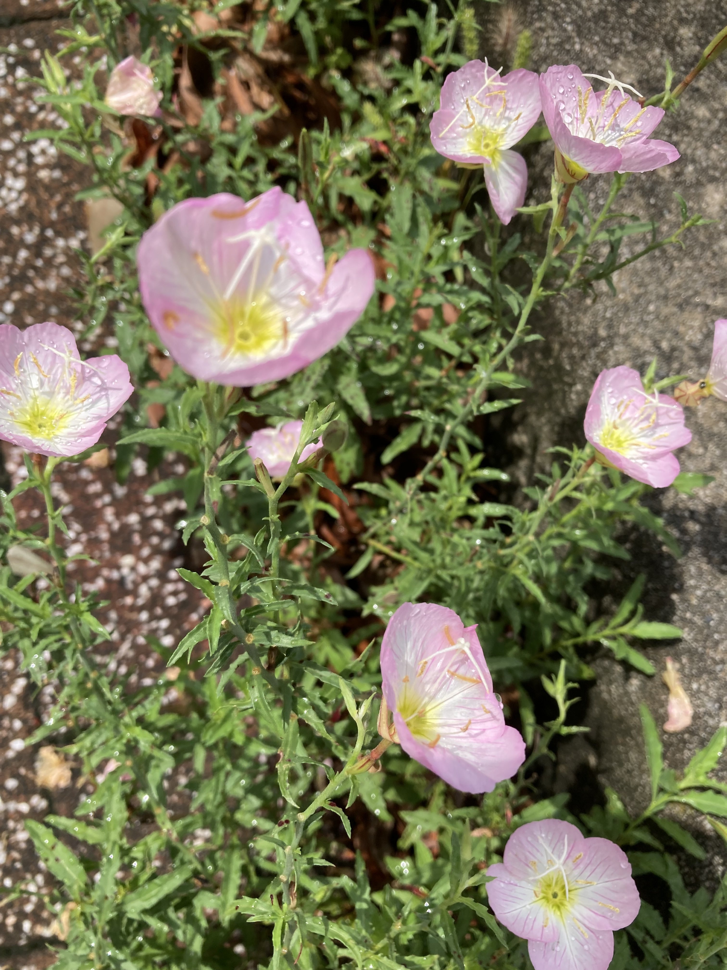 花 花組庭園 マツヨイグサ 花組庭園 Note