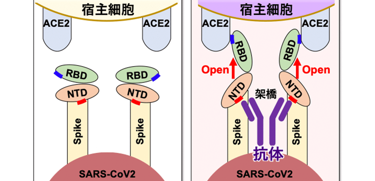 大摩邇(おおまに)                genkimaru1