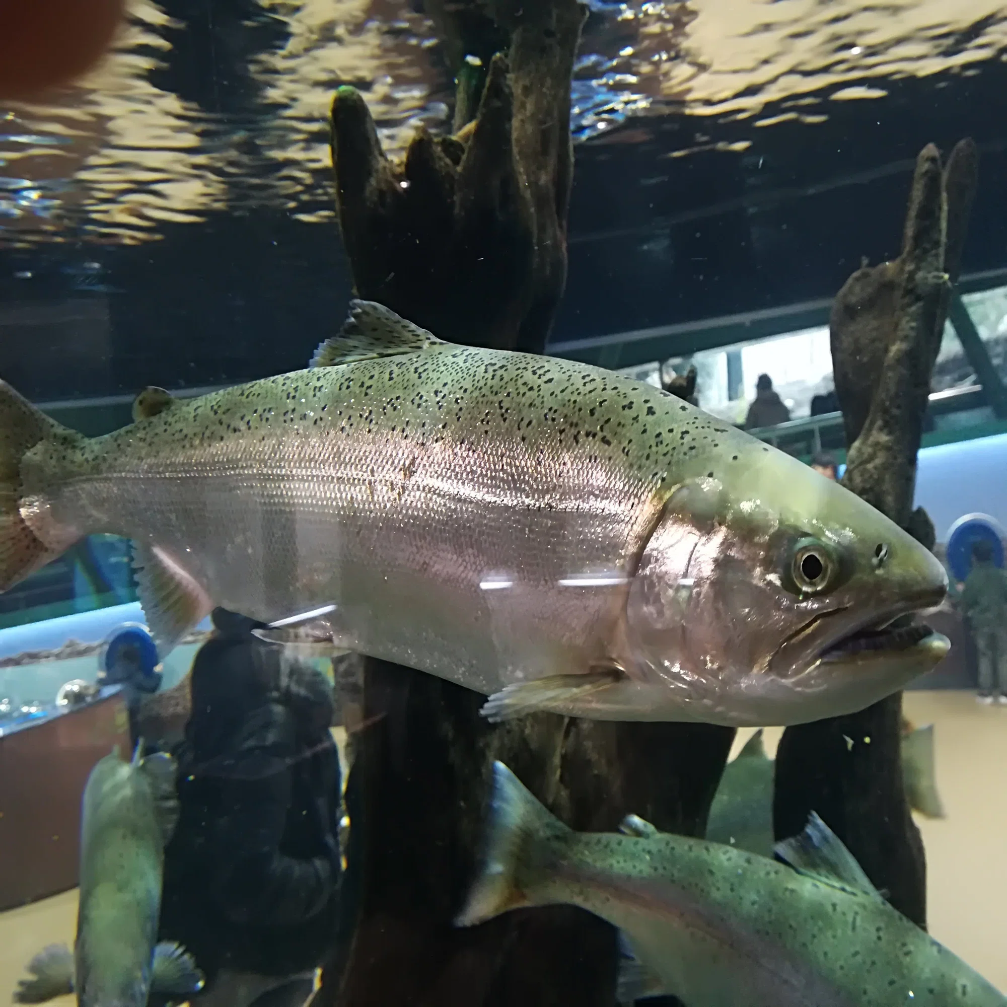 ヤマメとサクラマス】どっちの生き方が幸せ?? (Part.1)｜稲垣湧斗