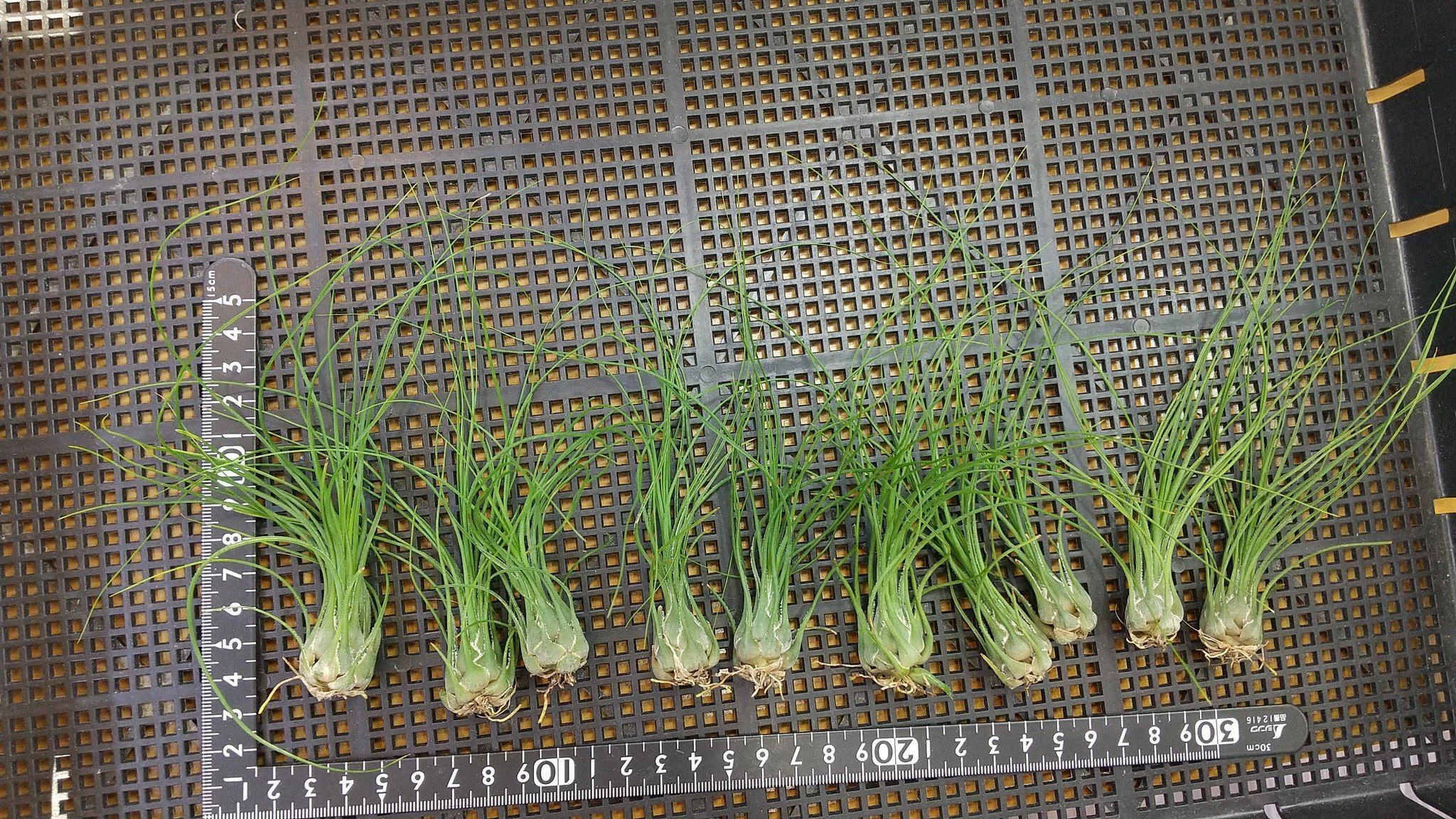チランジア入荷リスト9/16｜NatureGarden🌿神田