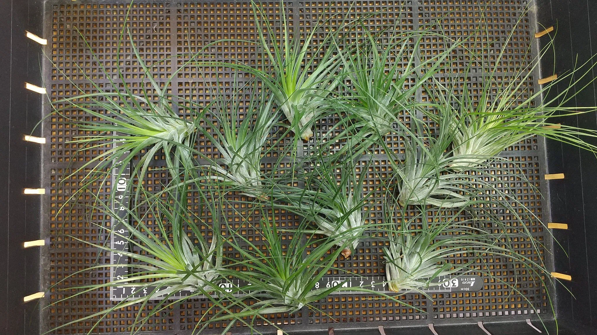 チランジア入荷リスト9/16｜NatureGarden🌿神田