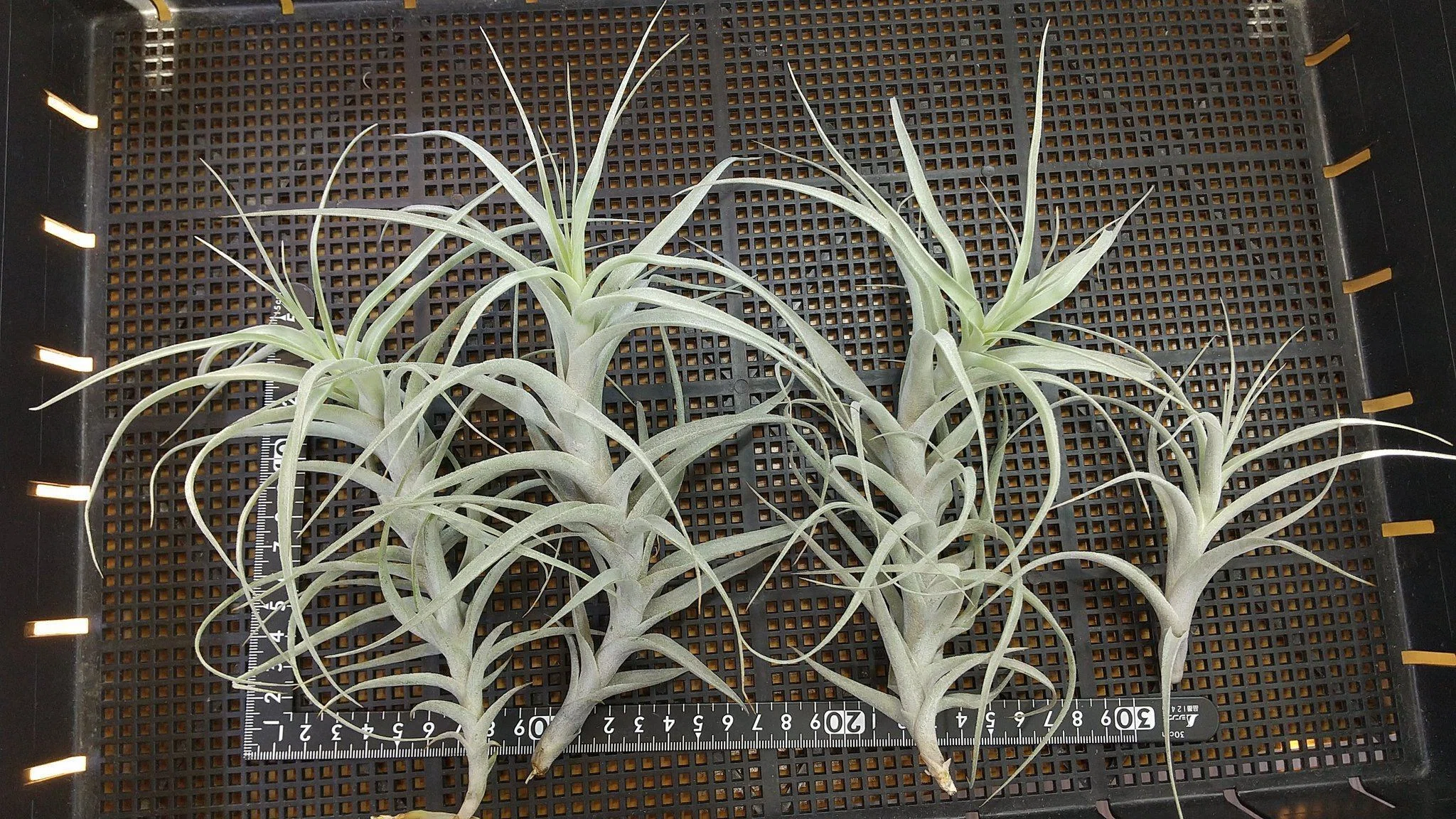 チランジア入荷リスト9/16｜NatureGarden🌿神田