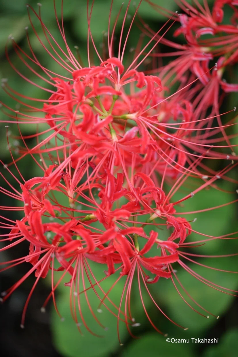 秋の野を赤く染める花「ヒガンバナ」にちょっぴり詳しくなる