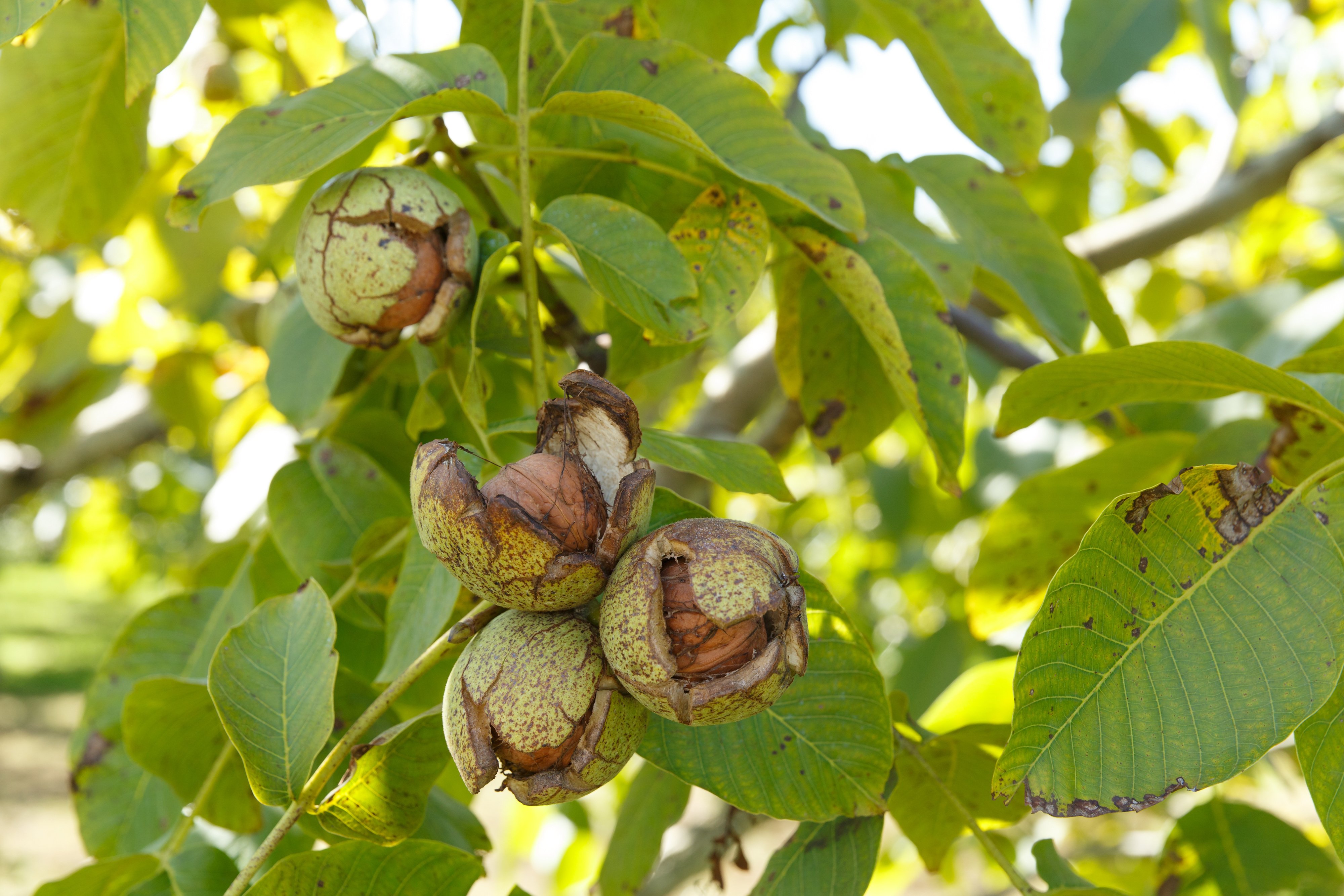 3年ぶりにやります！くるみの収穫体験｜長野県東御市（公式）