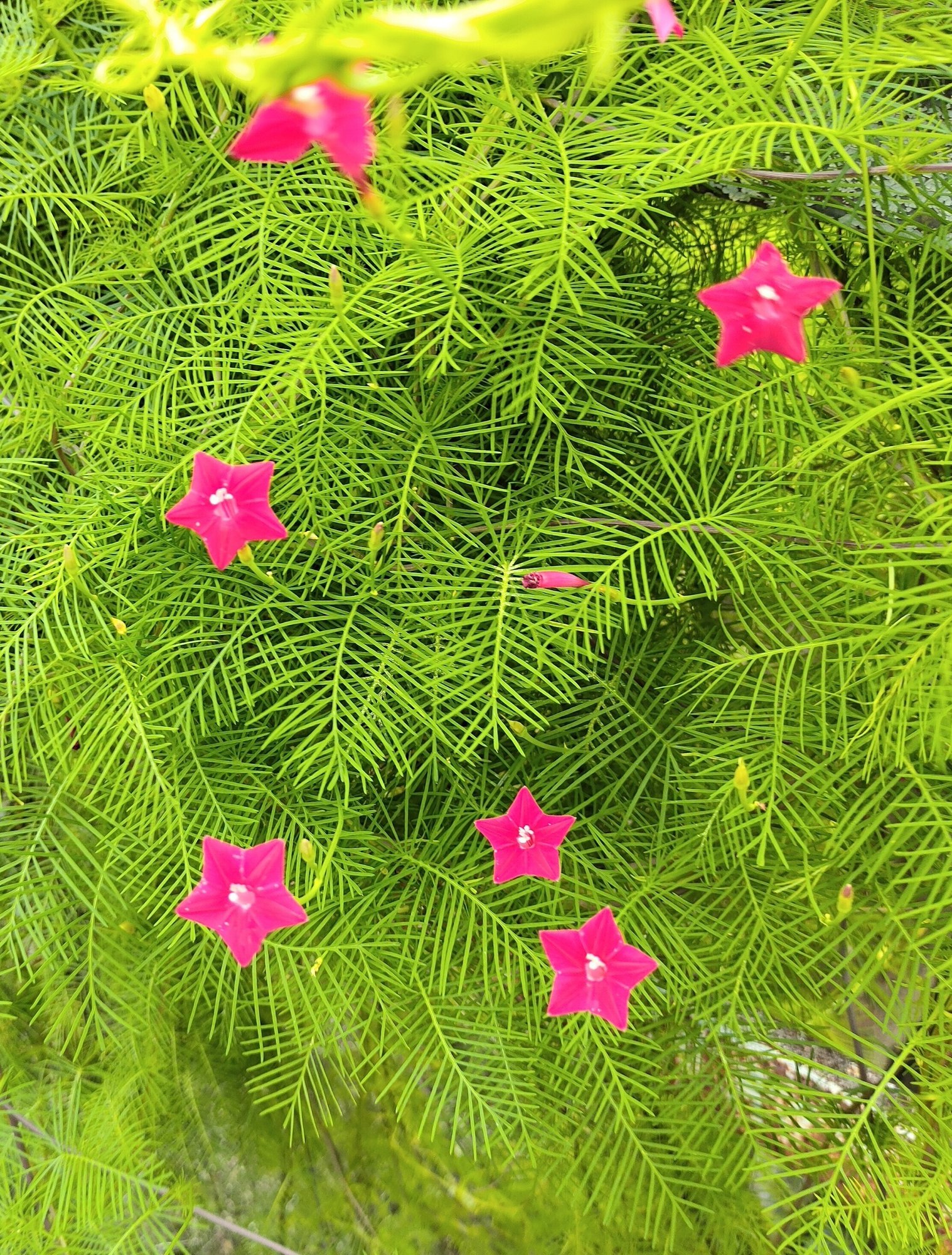 ルコウソウ 縷紅草 かえる Note ルコウソウ 縷紅草 かえる Note