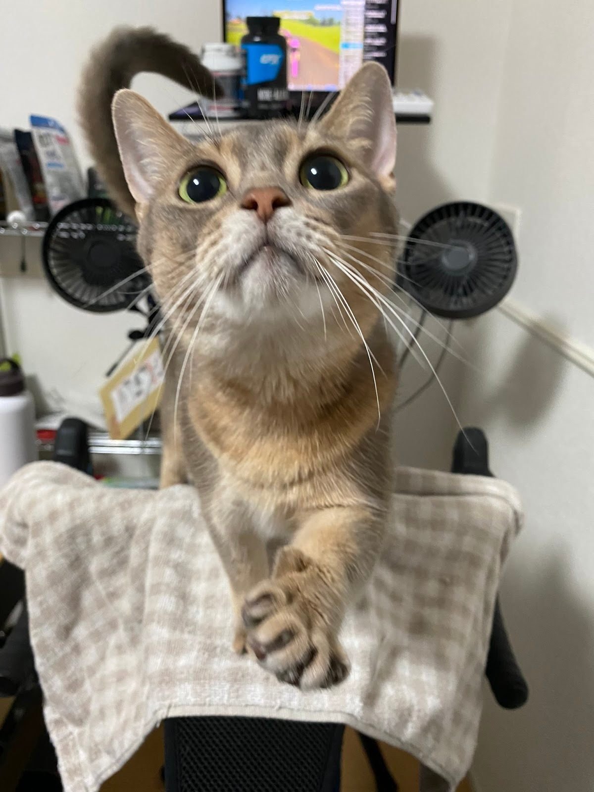 国体出場 ブラック企業勤務 株で大失敗 からの漫画家デビュー 絵日記150万dlで話題のぬこー様ちゃん に聞く 日々の生活と作品づくり クリエイターエコノミーラボ Note 国体出場 ブラック企業勤務 株で大失敗 からの漫画家デビュー 絵日記150万dlで話題のぬこー様ちゃん に聞く 日々の生活と作品づくり クリエイターエコノミーラボ Note