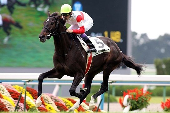 【期限切れ単勝馬券】　きさらぎ賞　2011 オルフェーブル　ウマ娘 オルフェーヴル 現地 的中 単勝馬券 2011 第56回 有馬記念 ウマ