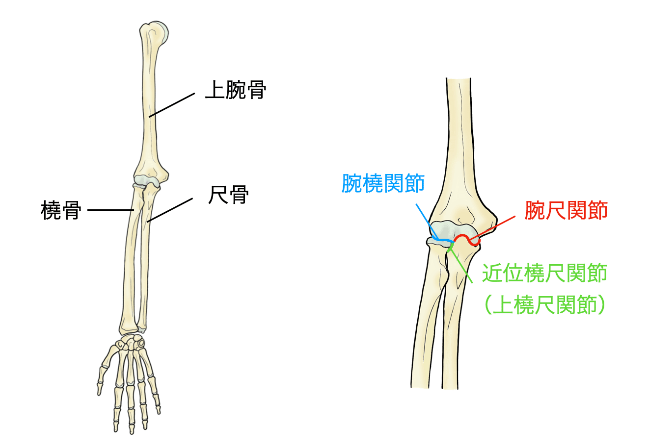 肘関節痛の理学療法〜機能解剖学と実践的評価法〜｜理学療法士による