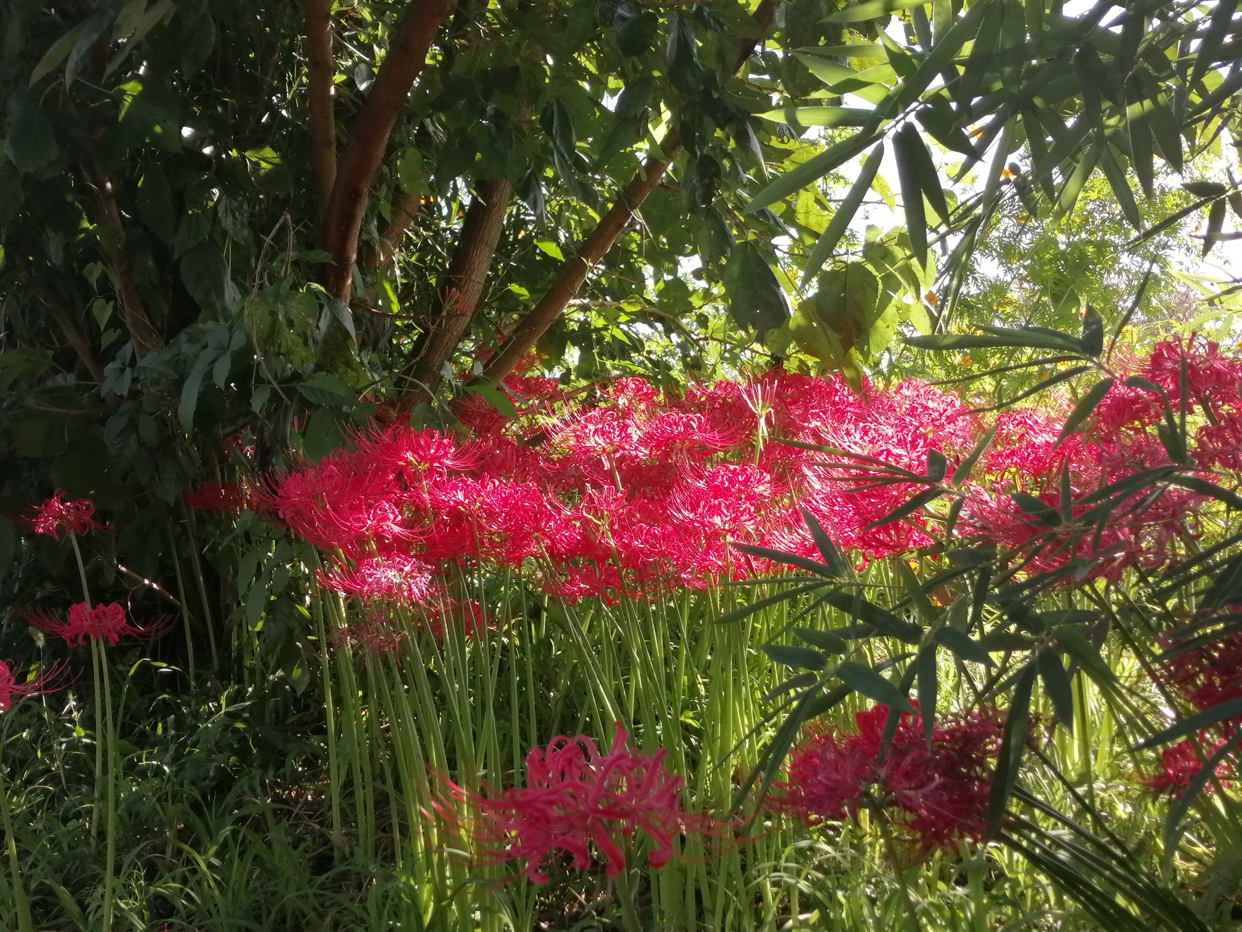 花　万葉集 萬葉花集 箱（約98枚入） – 三州総本舗オンラインショップ