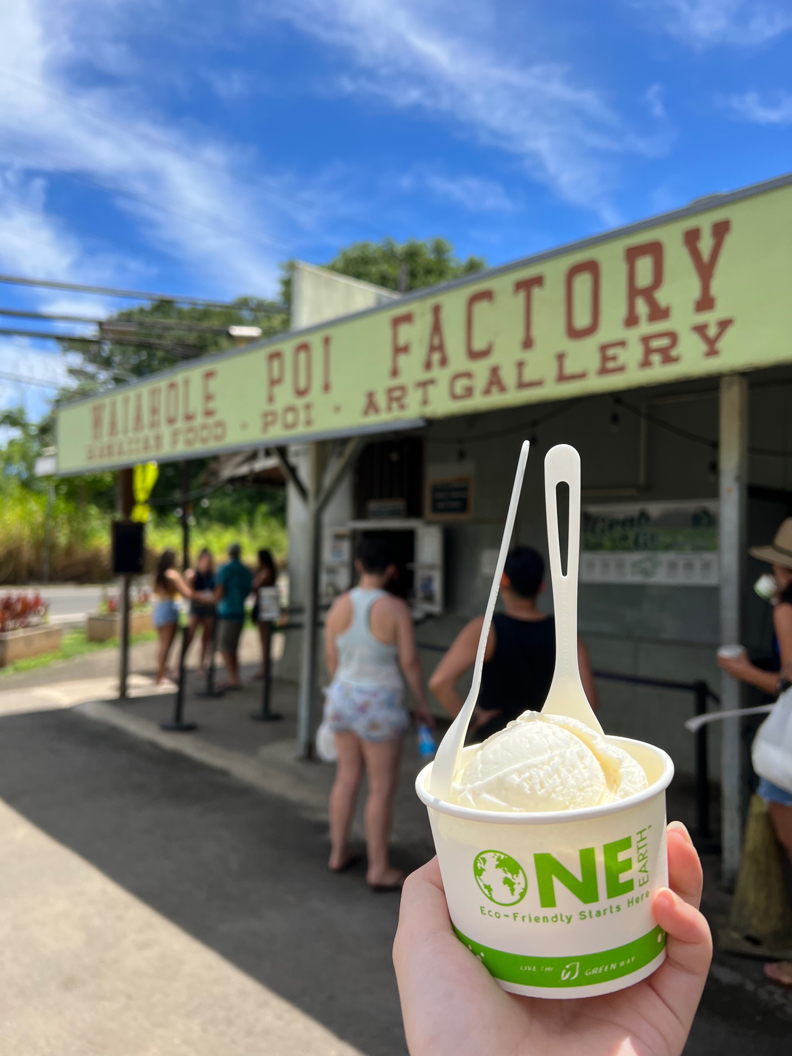 ✨✨✨オオハマボウ中株【麗粒イボ系◎太幹山形】検/オキナワガンピ・パッケージ品 ✨✨✨オオハマボウ中株【麗粒イボ系◎太幹山形】検/オキナワ