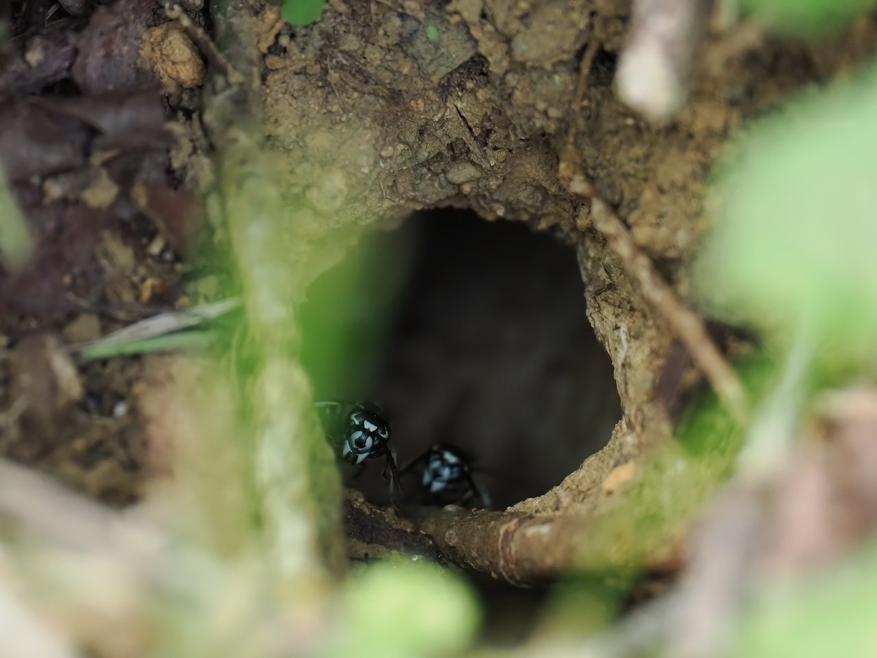 シダクロスズメバチの巣から出てくるハチの顔を確認する、再撮｜t.koba