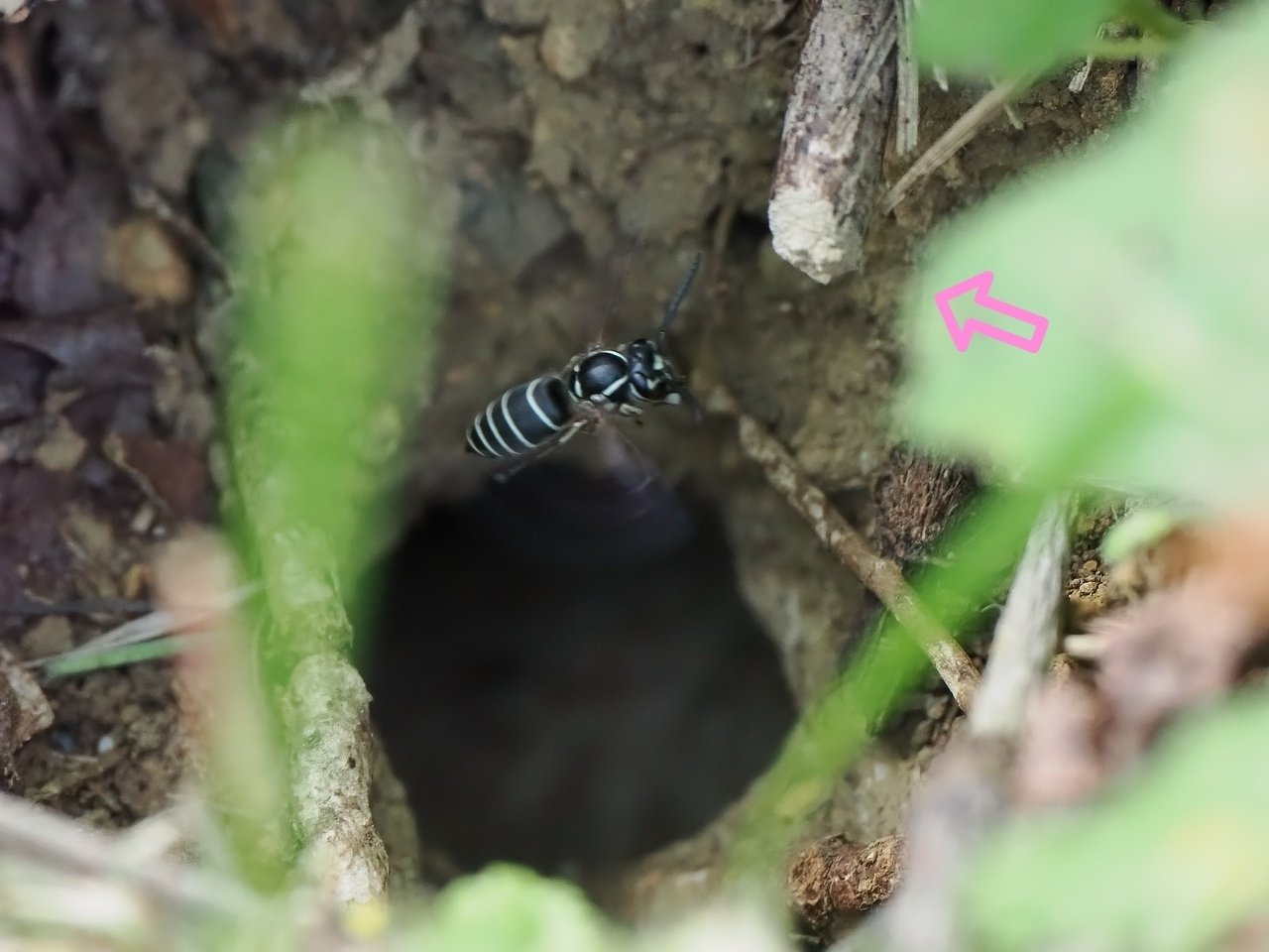 シダクロスズメバチの巣から出てくるハチの顔を確認する、再撮｜t.koba