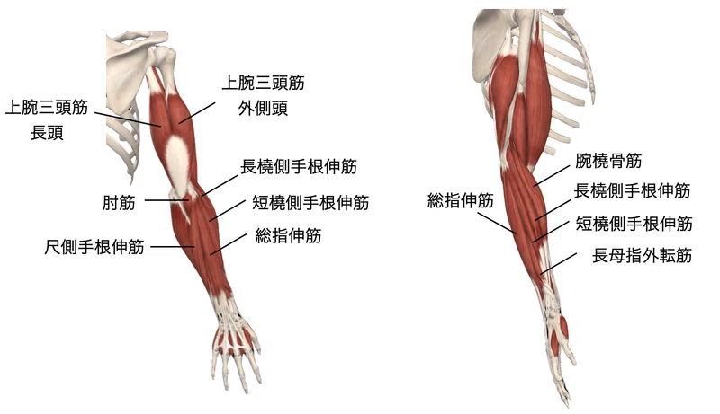 肘関節外科の実際 = Surgery of the Elbow : 私のアプロ… 健康・医学