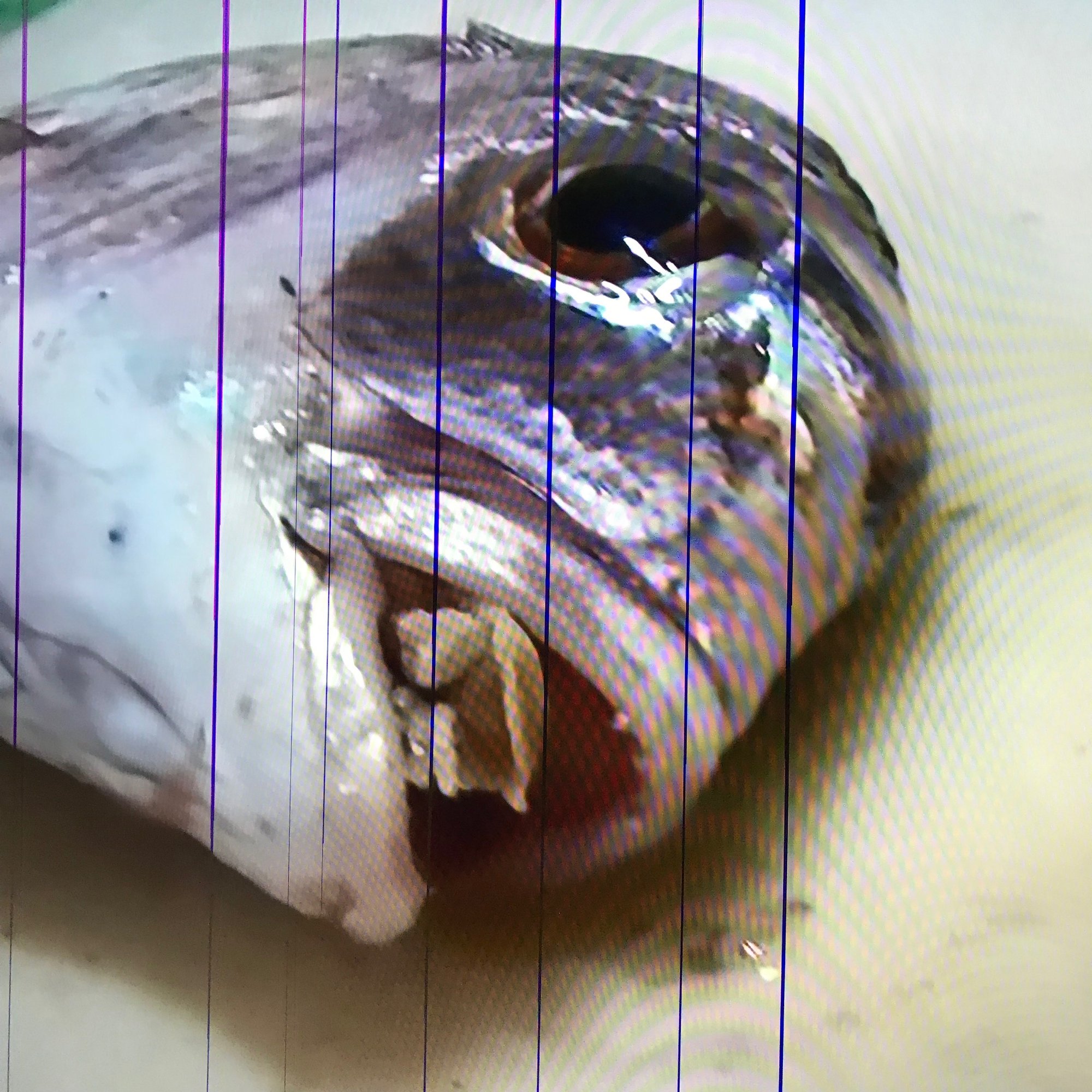 忽那の雫第194話 鯛に寄生するエイリアン タイノエ の話し 探偵釣り師しゅうちゃん Note 忽那の雫第194話 鯛に寄生するエイリアン タイノエ の話し 探偵釣り師しゅうちゃん Note