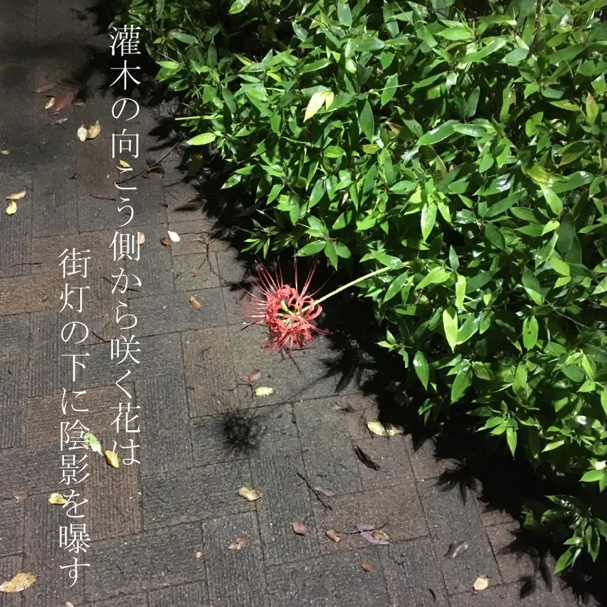 陰影を曝す|t2o