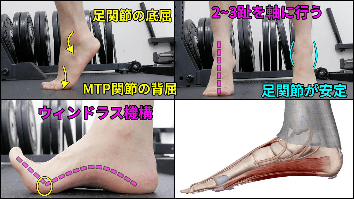 カーフレイズ】小指側にズレる原因と陥るパターン｜距骨下関節回