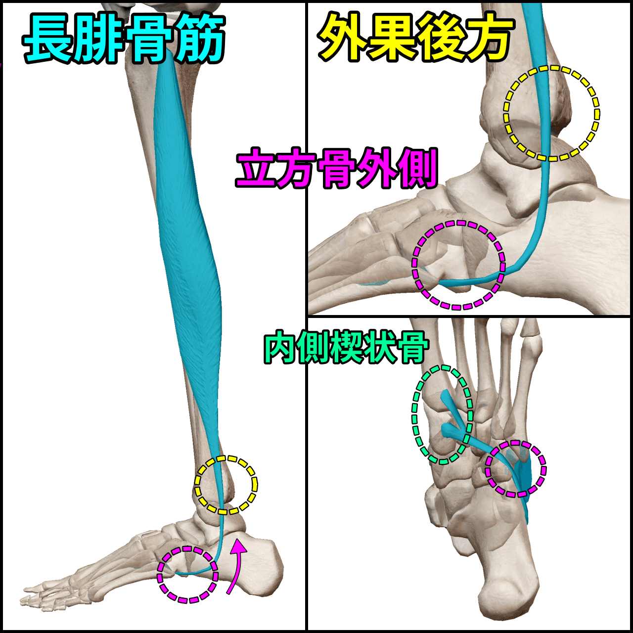 カーフレイズ】小指側にズレる原因と陥るパターン｜距骨下関節回外