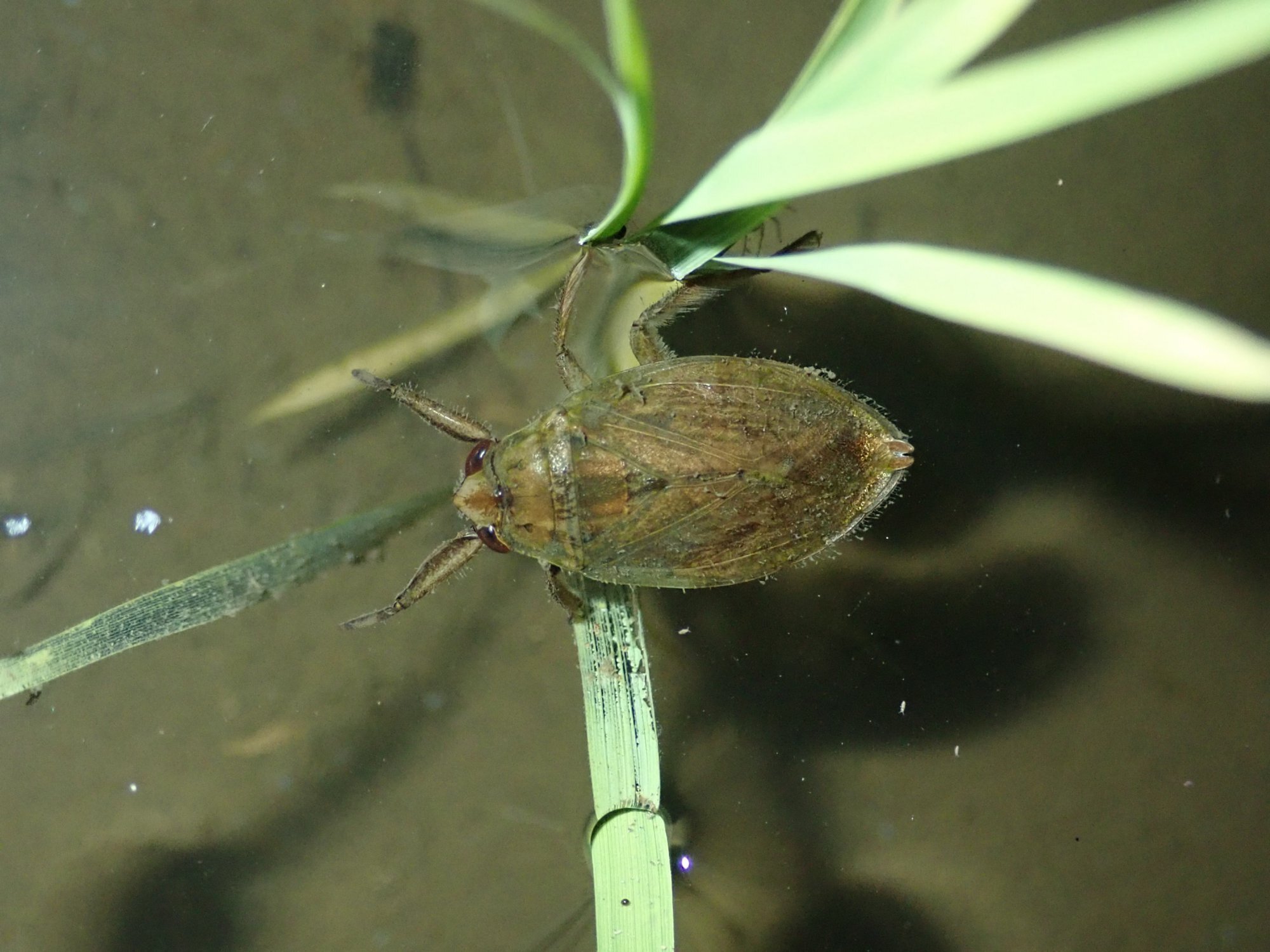 圃場整備された水田にはどれくらい水生昆虫が生息しているのか
