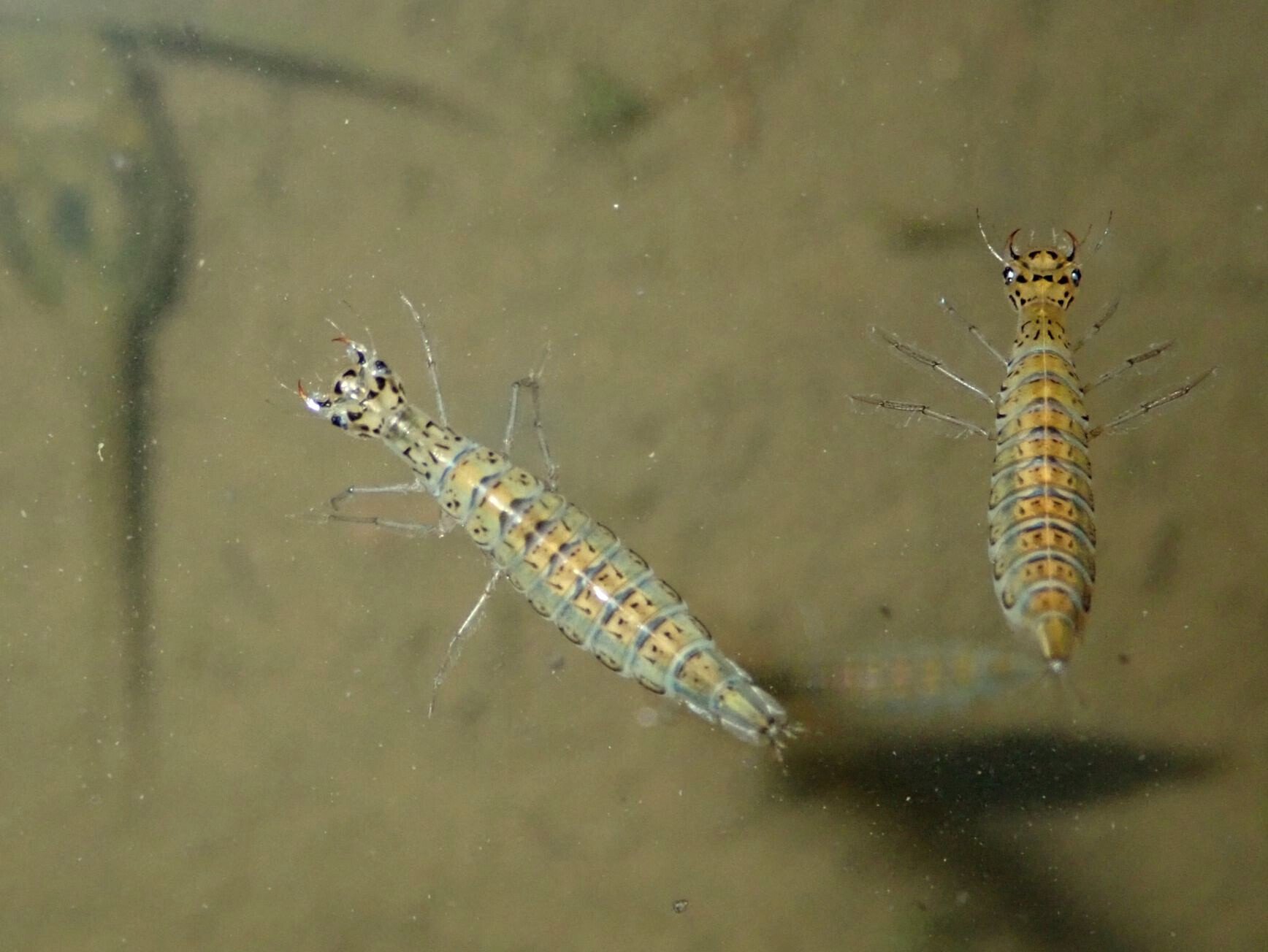 水生甲虫 水甲虫 論文（水生昆虫） - オイカワ丸の湿地帯中毒