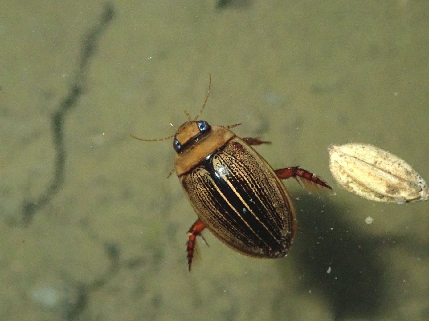 圃場整備された水田にはどれくらい水生昆虫が生息しているのか