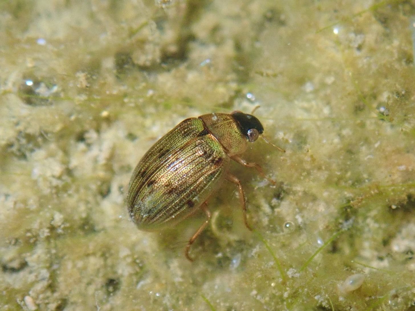圃場整備された水田にはどれくらい水生昆虫が生息しているのか