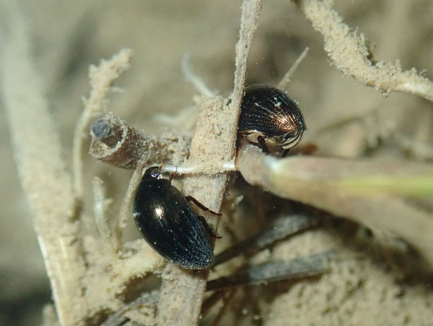 圃場整備された水田にはどれくらい水生昆虫が生息しているのか