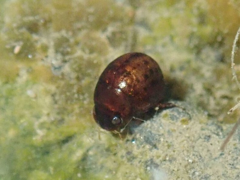 水生甲虫 水甲虫 k138.jpg