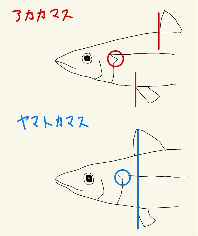 秋が旬！カマス！｜さかなとムシの研究所