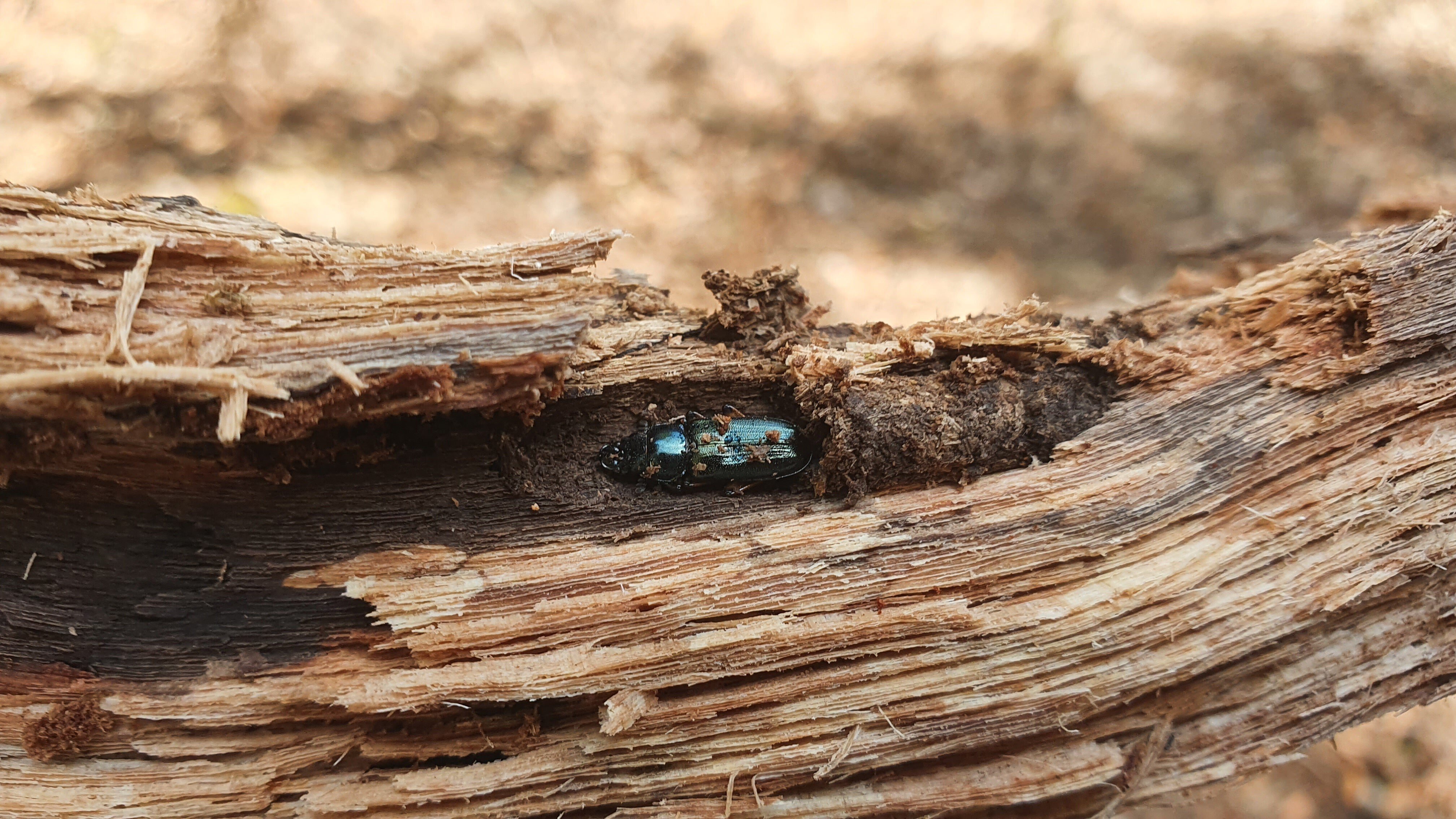 山梨県オオクワガタ材割採集