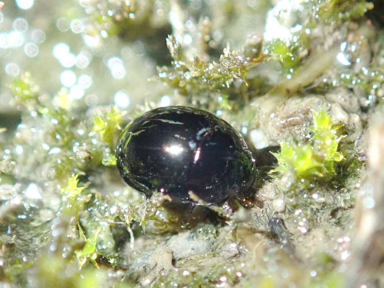 圃場整備された水田にはどれくらい水生昆虫が生息しているのか