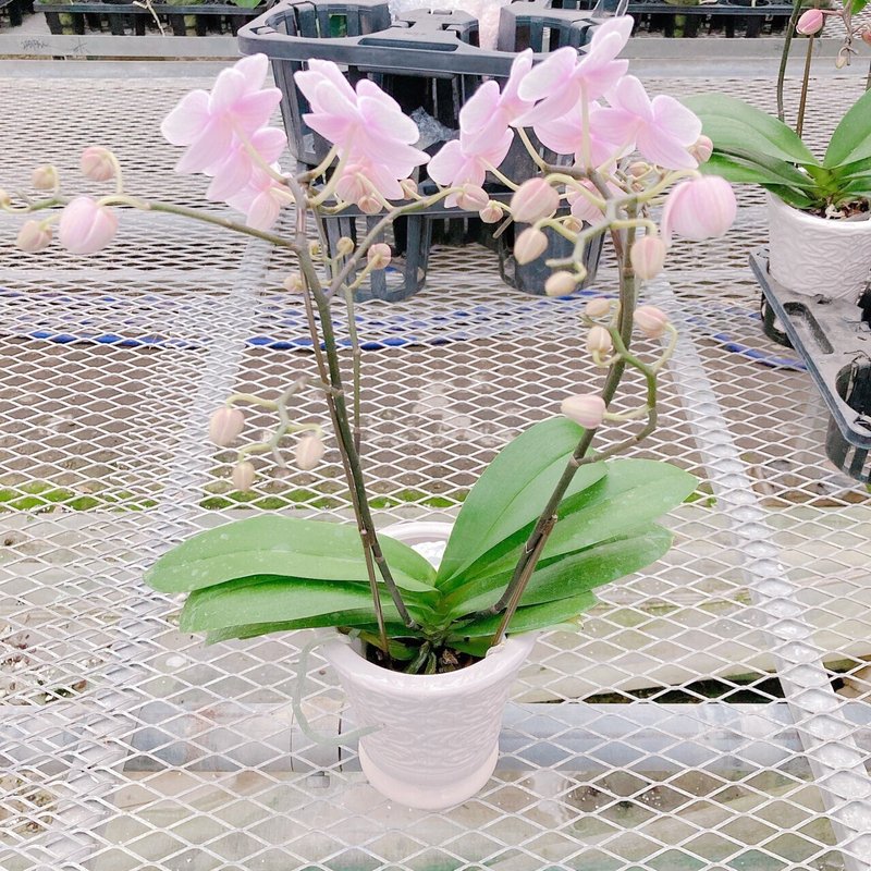 ミディ胡蝶蘭  1株より2本の茎がでています