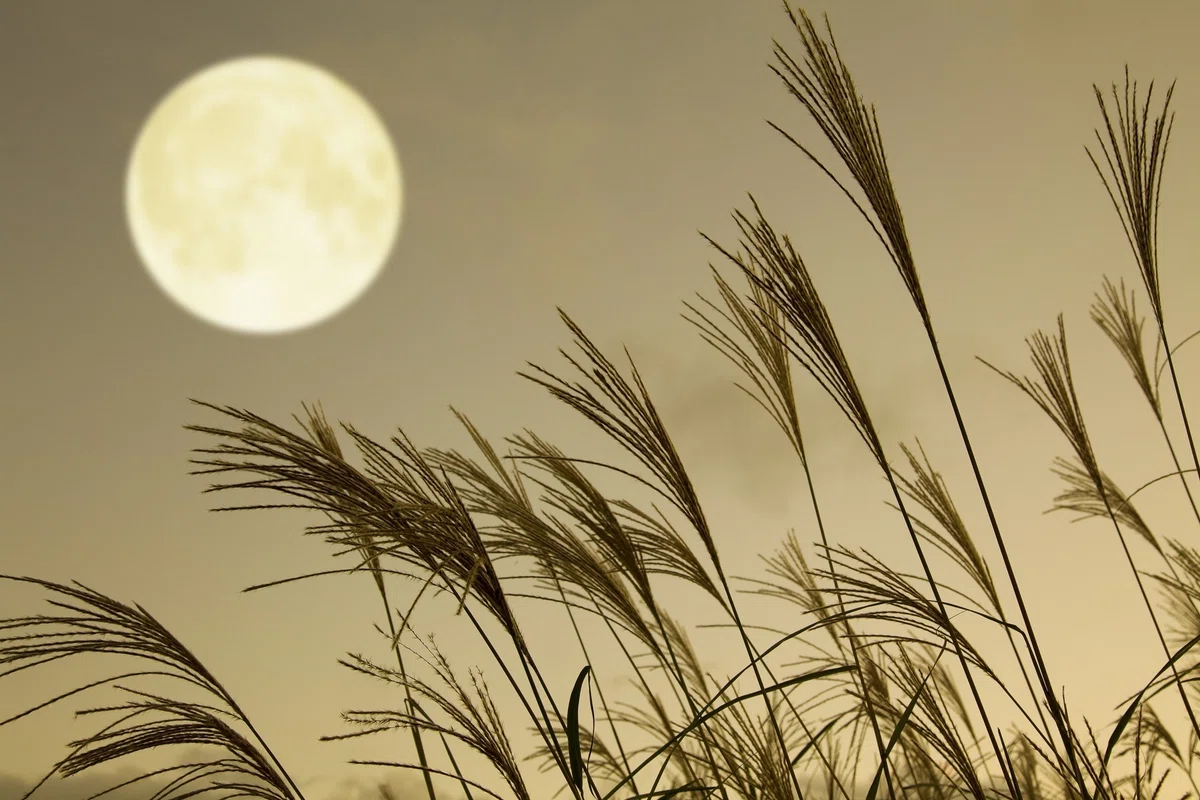 「十三夜」は日本の気候にぴったりなお月見習慣🌕｜小野照崎神社