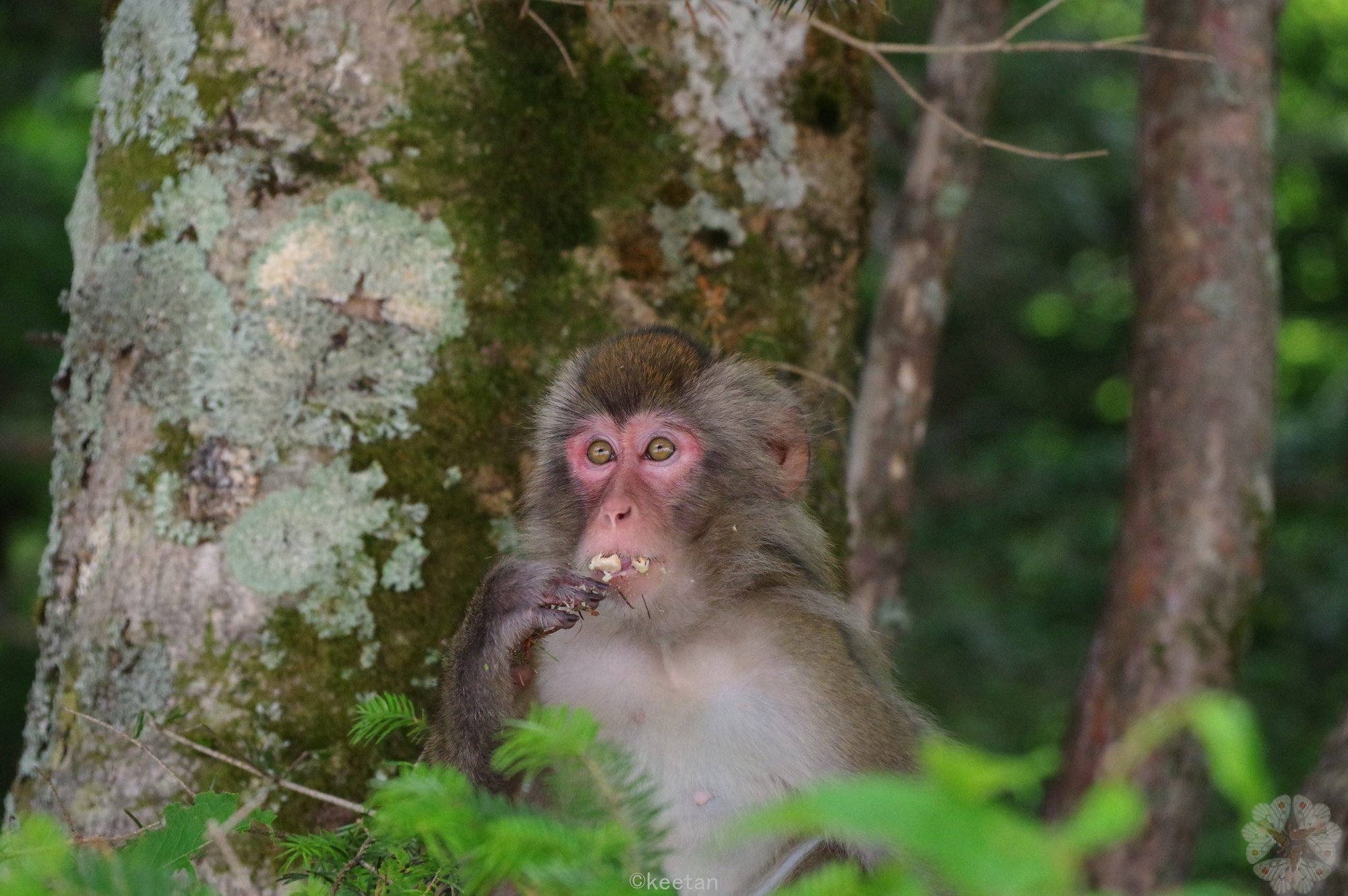 猿サプライズ キータン Note 猿サプライズ キータン Note