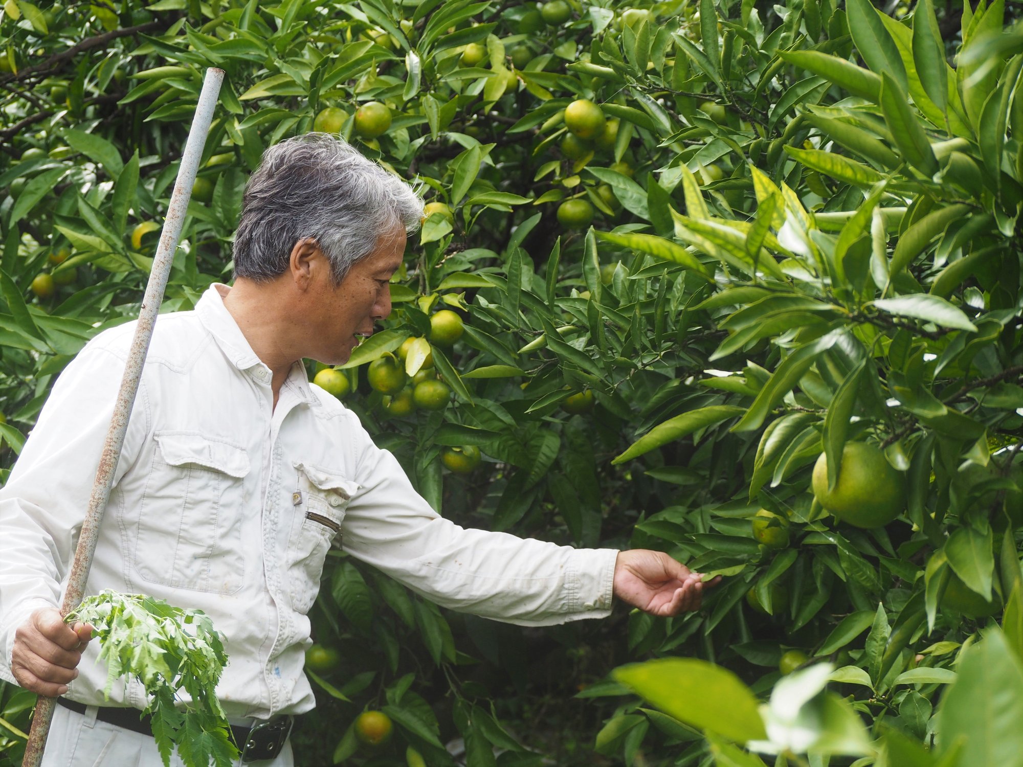 爽やかな酸味と自然な甘さが絶妙なバランスの自然栽培みかん 根ざす生き方 ルーツピュアリィのブログ Note 爽やかな酸味と自然な甘さが絶妙なバランスの自然栽培みかん 根ざす生き方 ルーツピュアリィのブログ Note