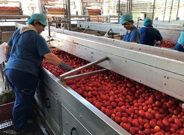 素材のちから - トマトそのままの素朴感。〈前編〉