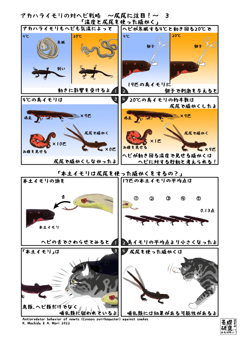 2022, PLOS ONE, Antipredator behavior of newts (Cynops pyrrhogaster) against snakes, K. Mochida & A. Mori より3ページ目
