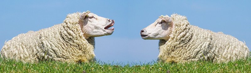 二頭の羊が向かい合ってる画像