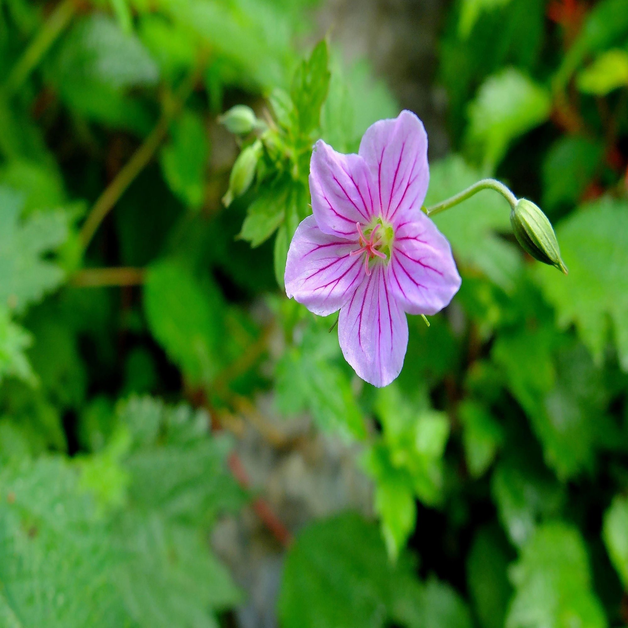 綺麗な花ビラ ミツバフウロ Hhaannaaiihh Note