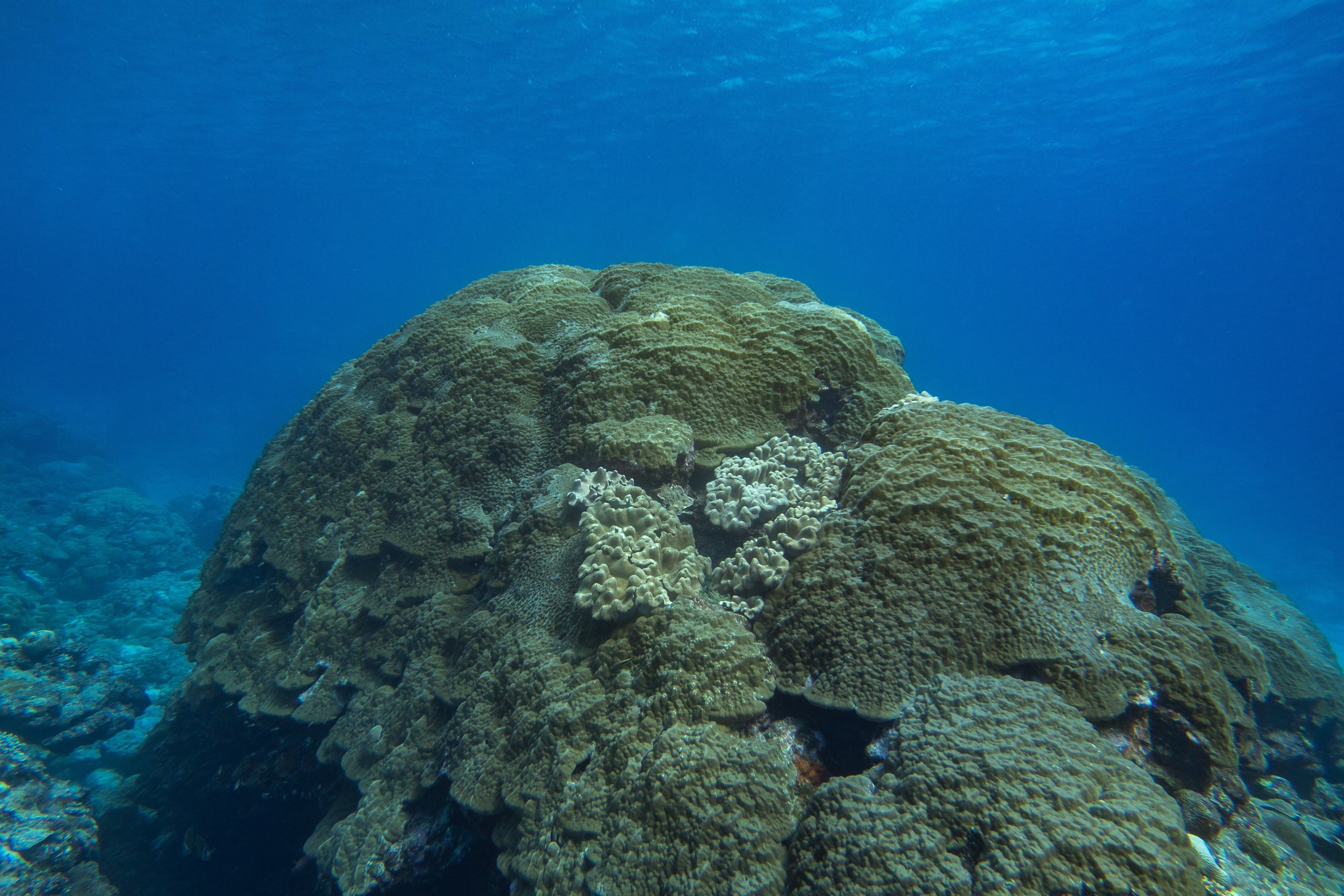 サンゴ礁 GOPR0409.JPG?ixlib=rails-2.1.4