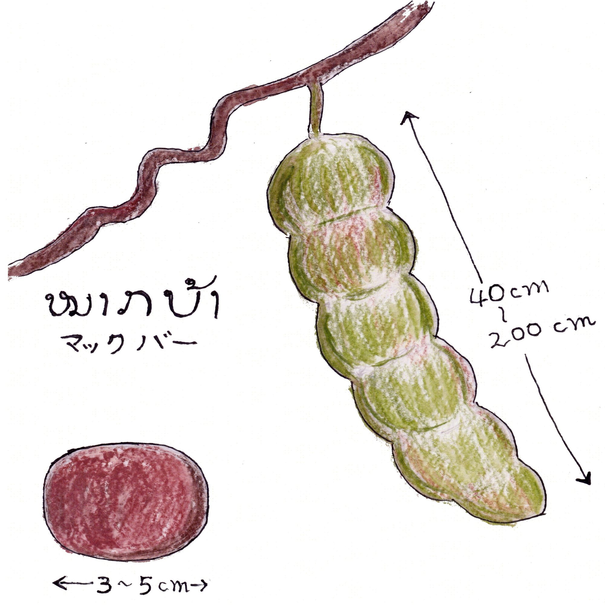 ラオスのひと昔前に、小さな女の子だったチャンの話 第２話｜Web福音館